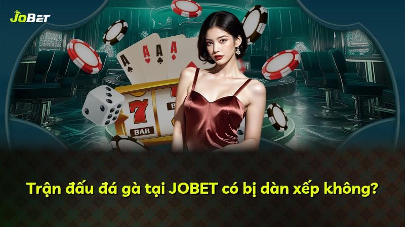 Trận đấu đá gà tại JOBET có bị dàn xếp không?